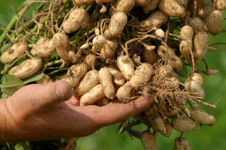 صورة الفول السوداني