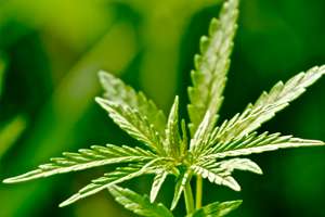 القنب الصناعي